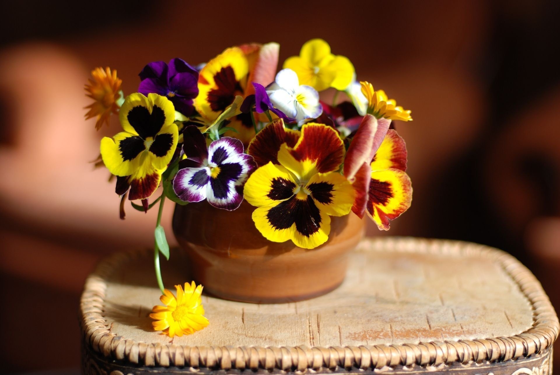 viole del pensiero calendula viola