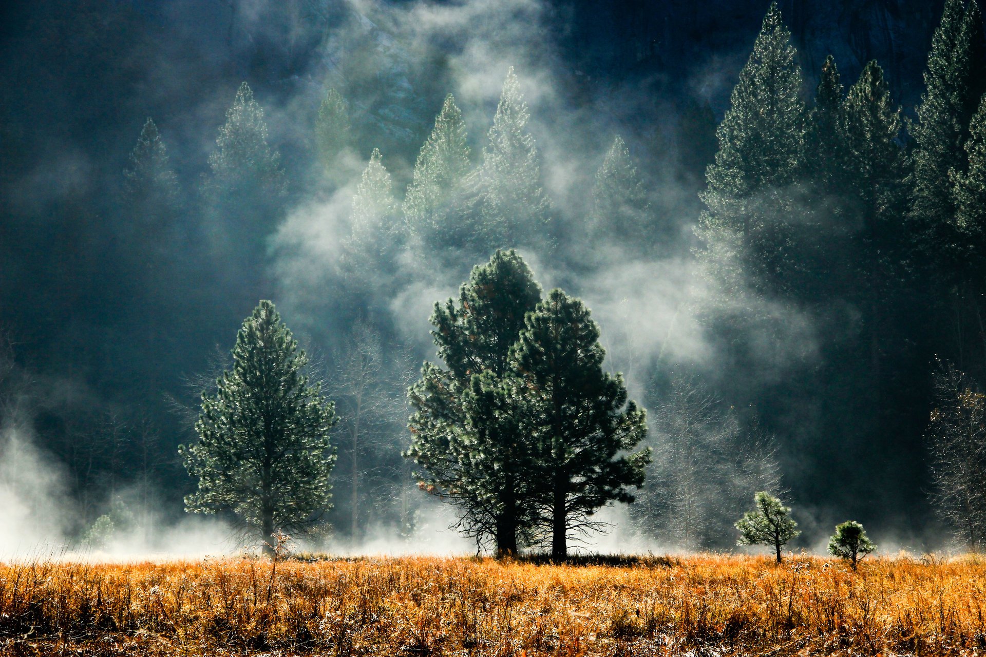 forêt arbres clairière brume aiguilles de pin