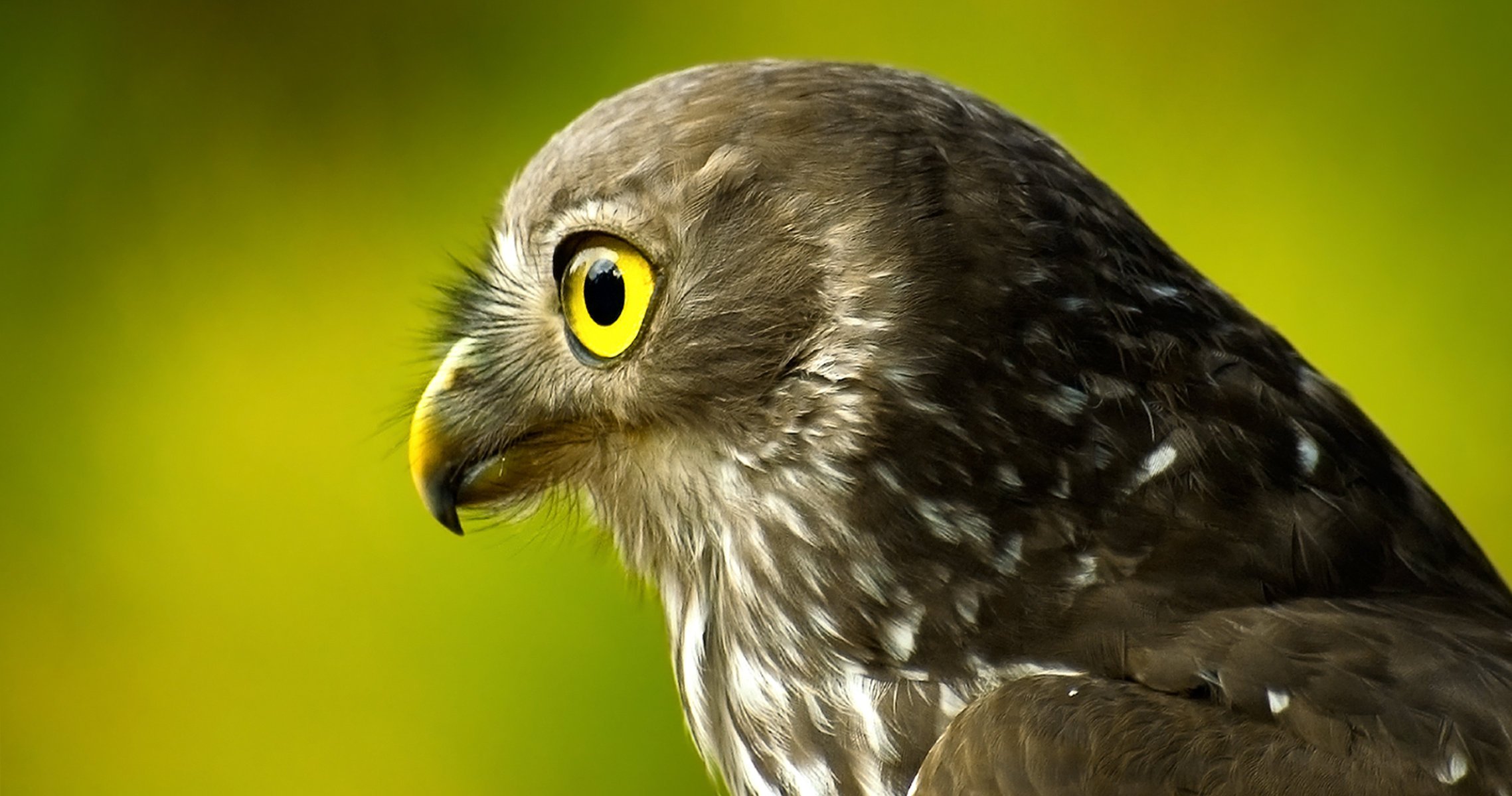 fondo verde pájaro halcón cabeza plumaje