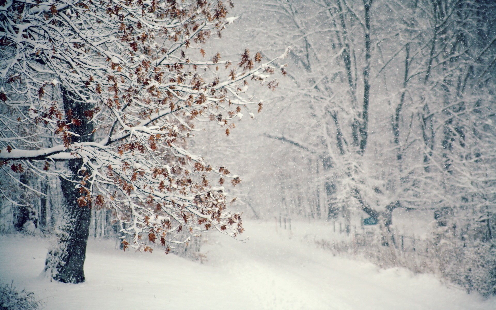 neige hiver arbre blizzard