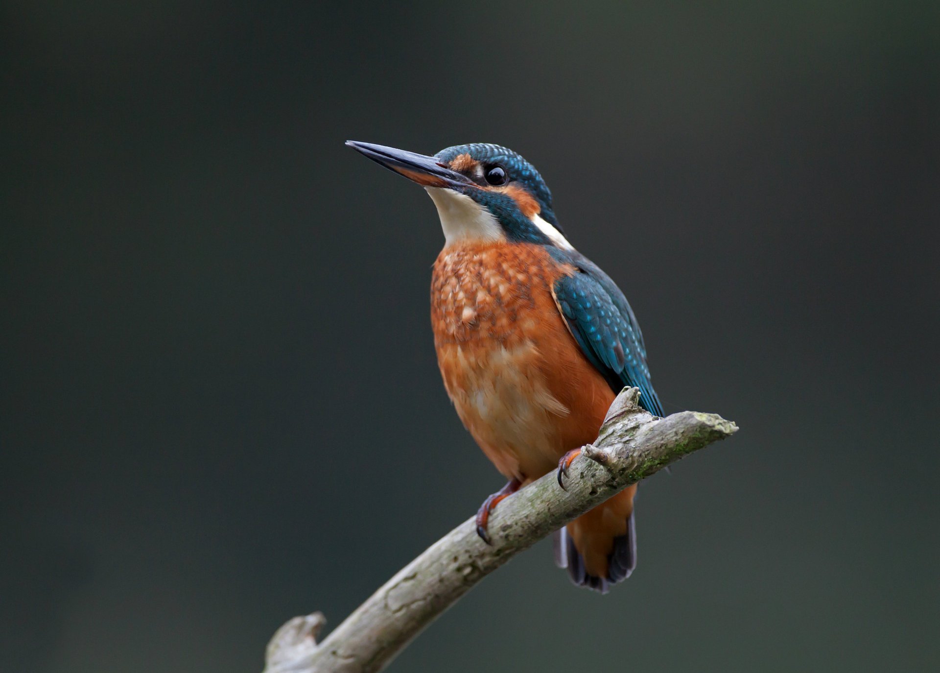 martin-pêcheur commun oiseau pêche oiseau branche