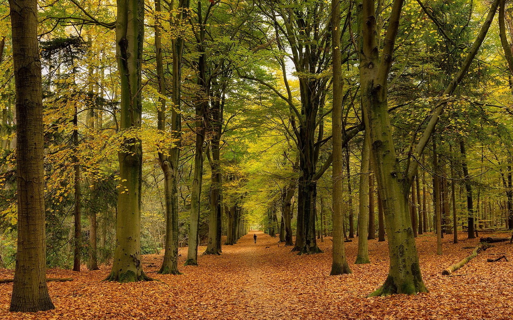 park przyroda jesień