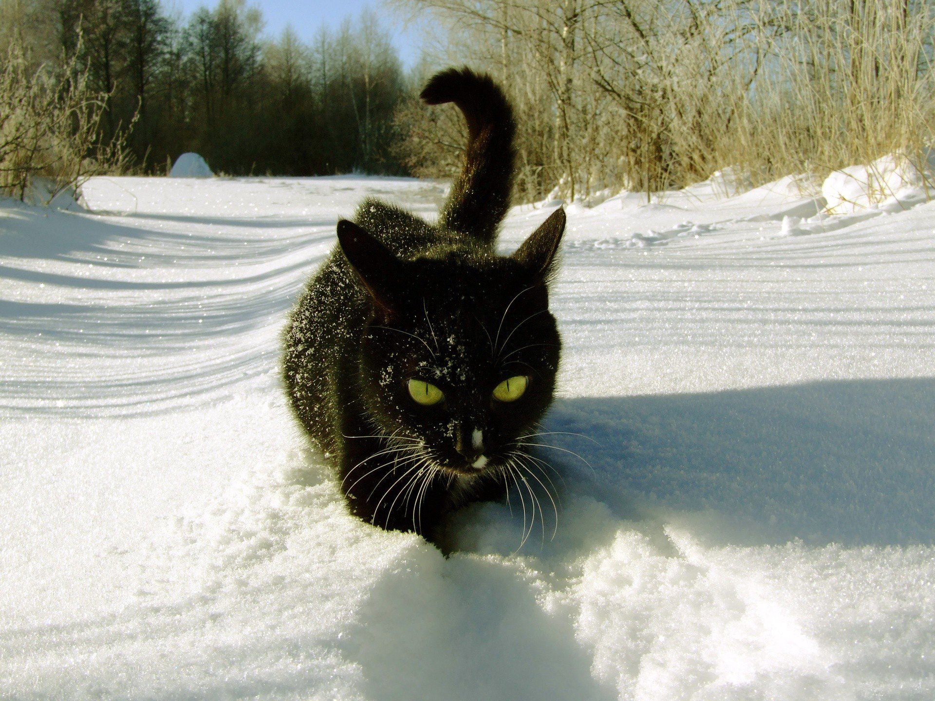 neige hiver noir forêt chat