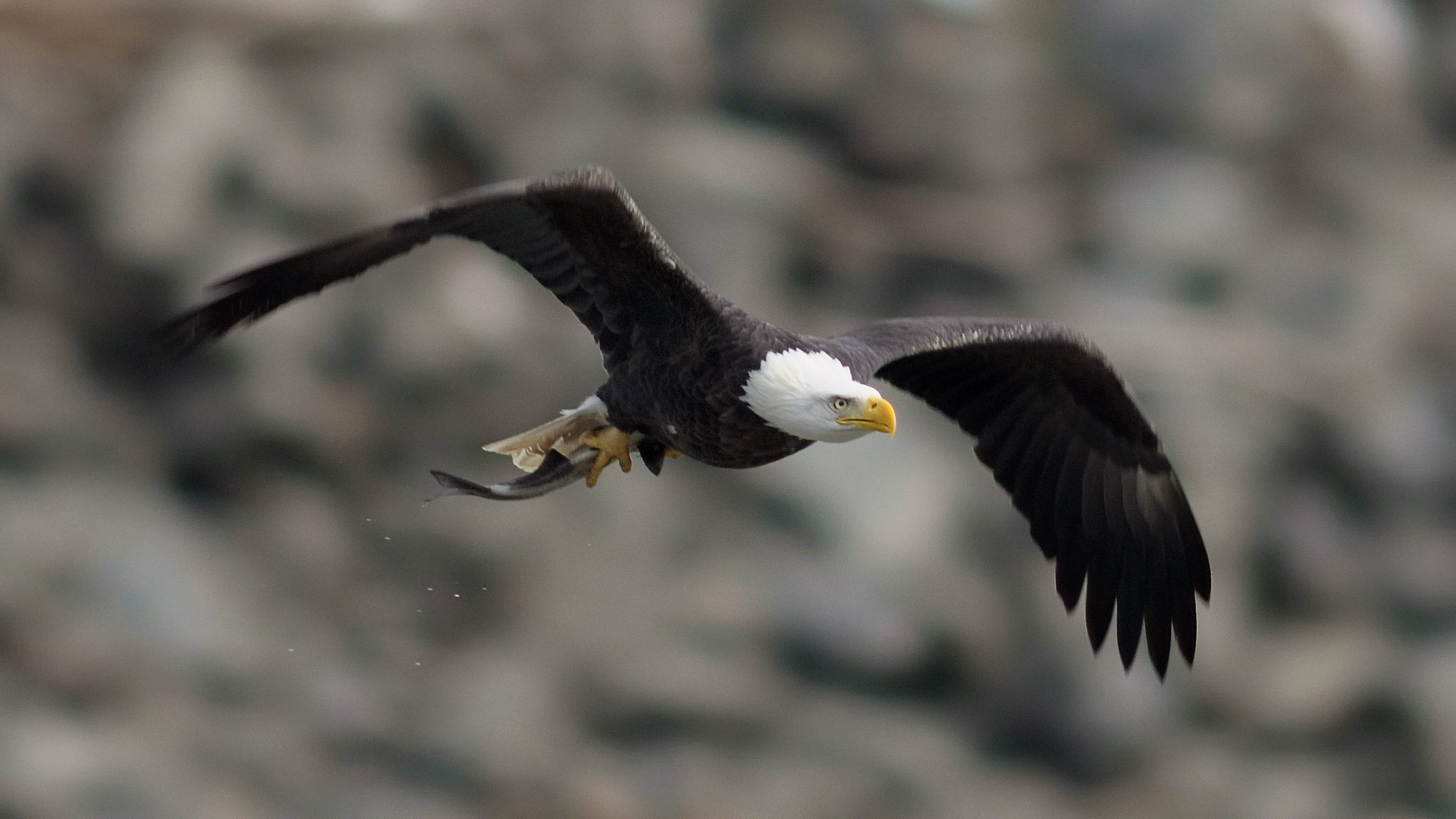 águila calva pájaro alas