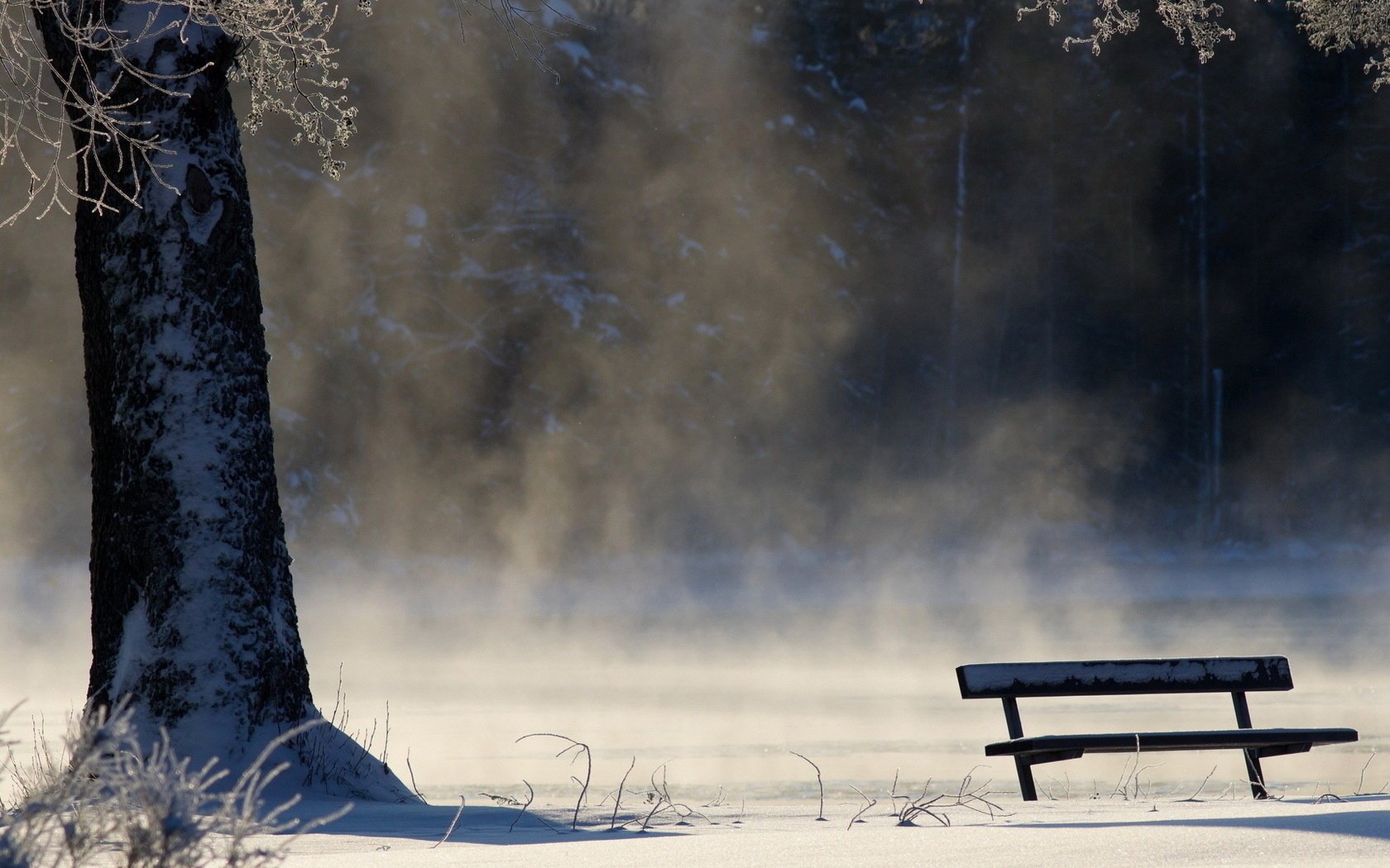 winter bench fog