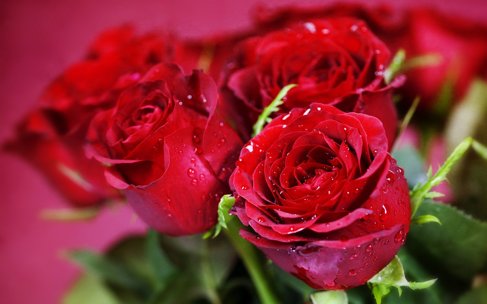 fleurs bouquet rouges roses