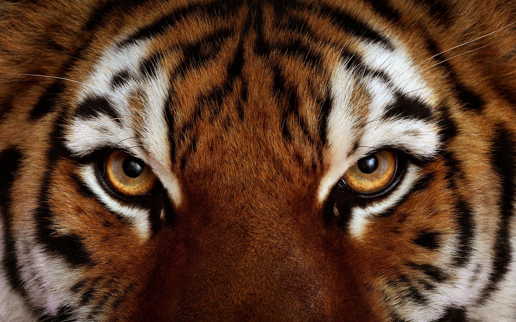 augen tiger blick wolle