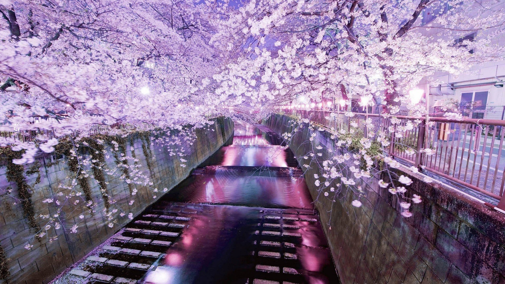 tokyo canal de l eau sakura soirée floraison printemps réflexion