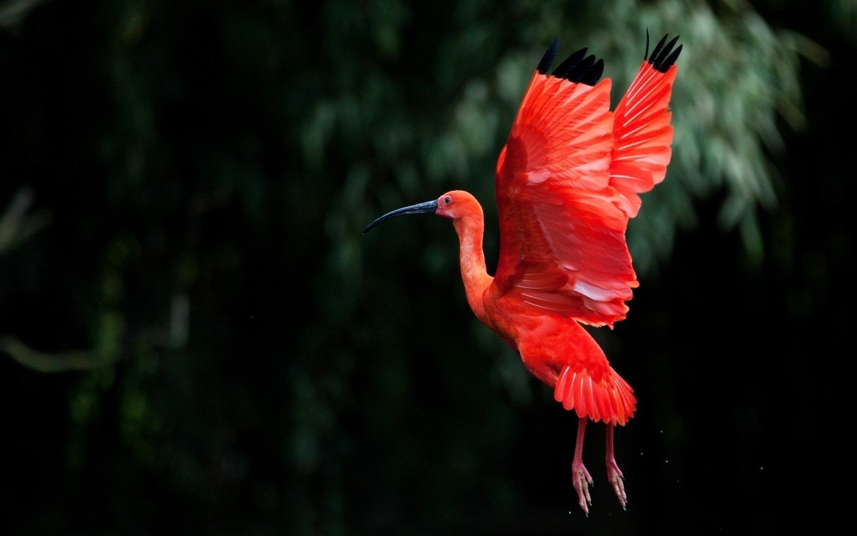 ibis fliegen flügel