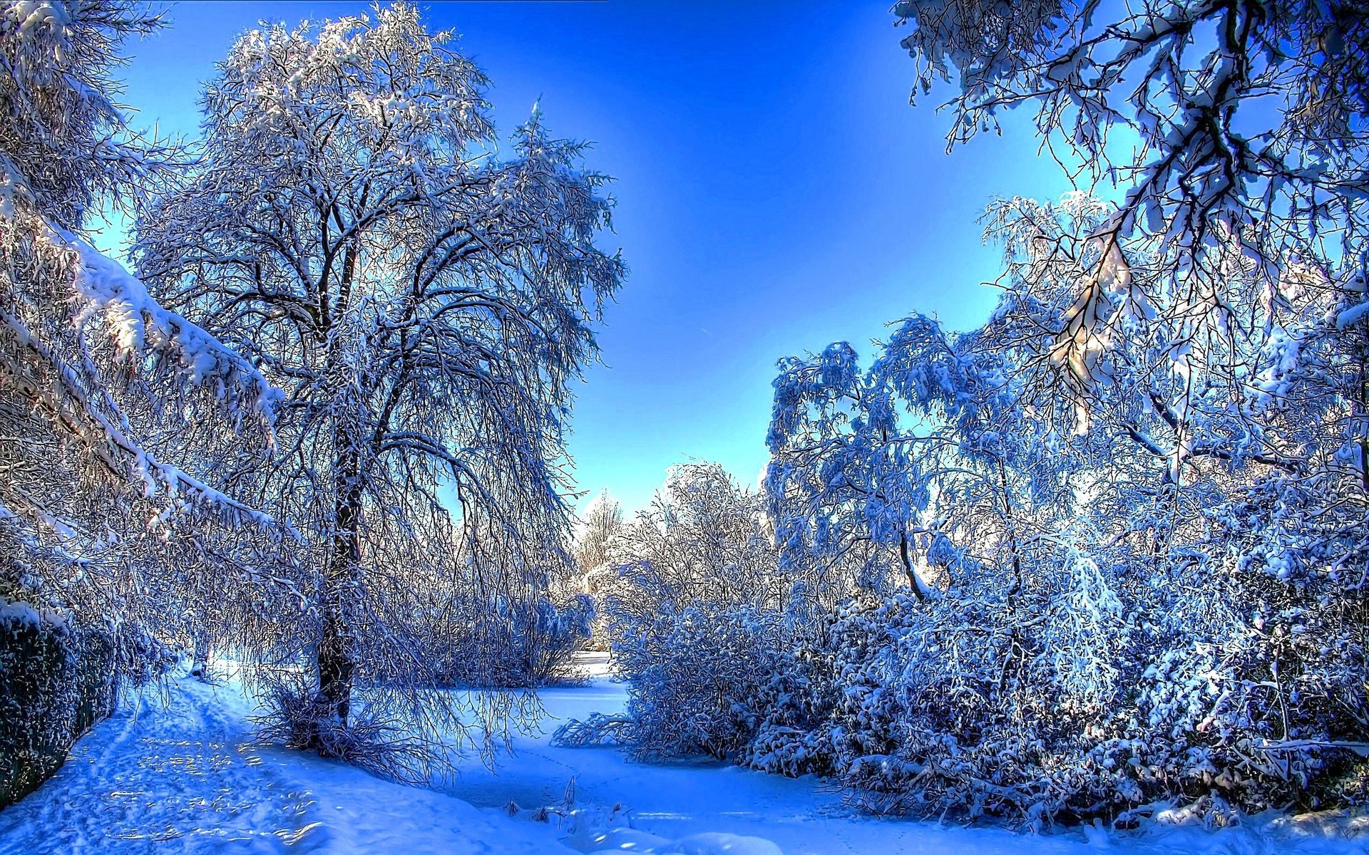 árboles huellas nieve invierno bosque ramas