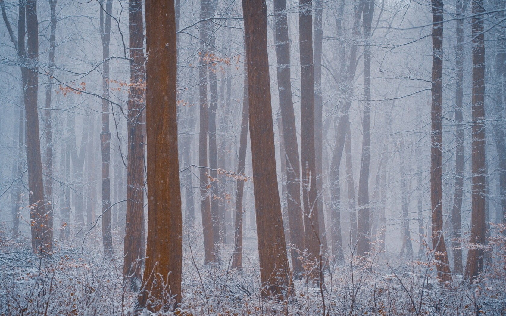 nebbia natura foresta