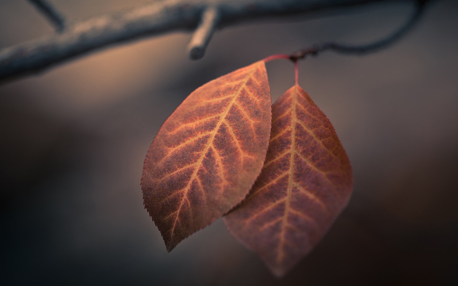 makro herbst laub