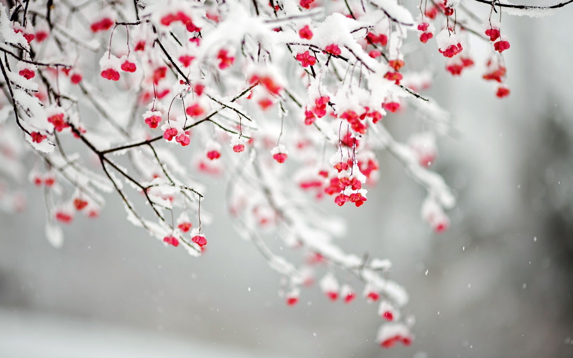 neige nature branches