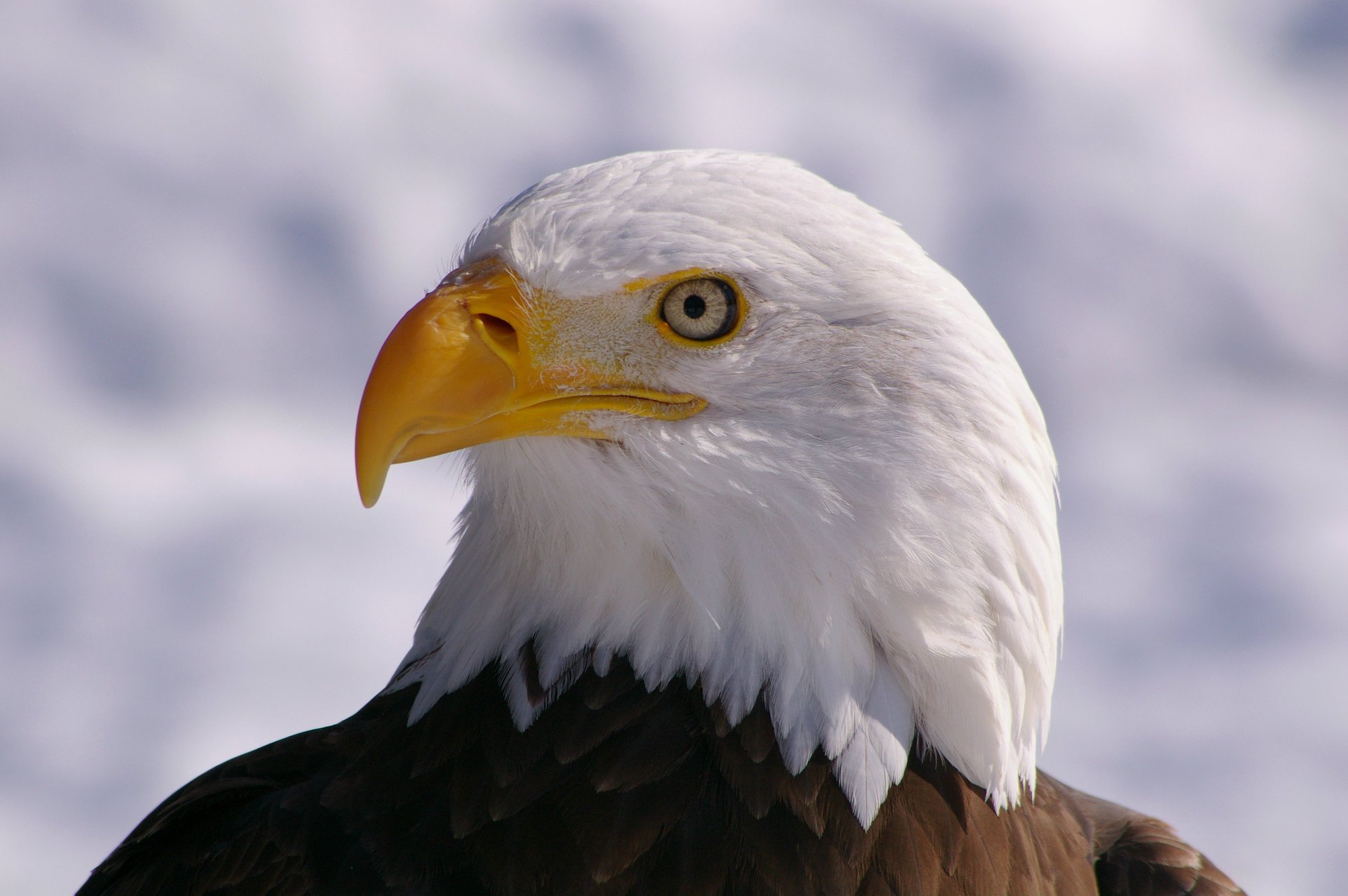 vista pájaro águila calva águila calva pájaro perfil