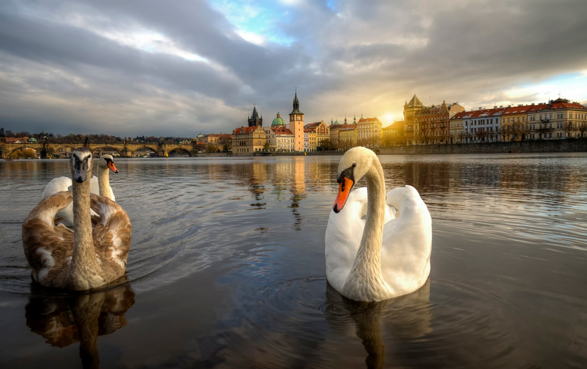 praga czechy łabędzie