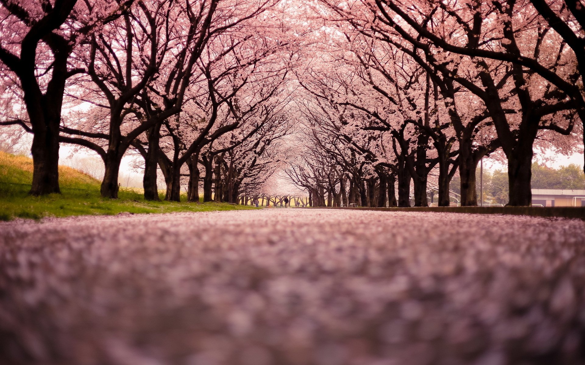 cherry blossom neige ville rue