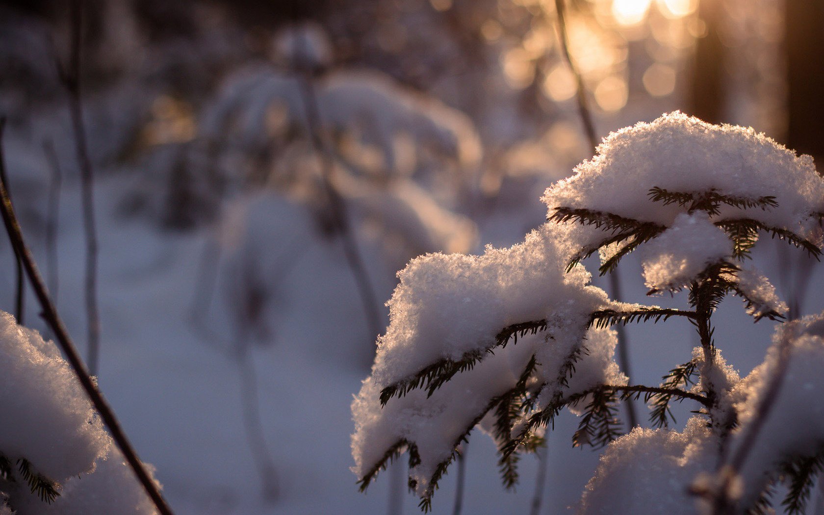 forest spruce snow tree winter