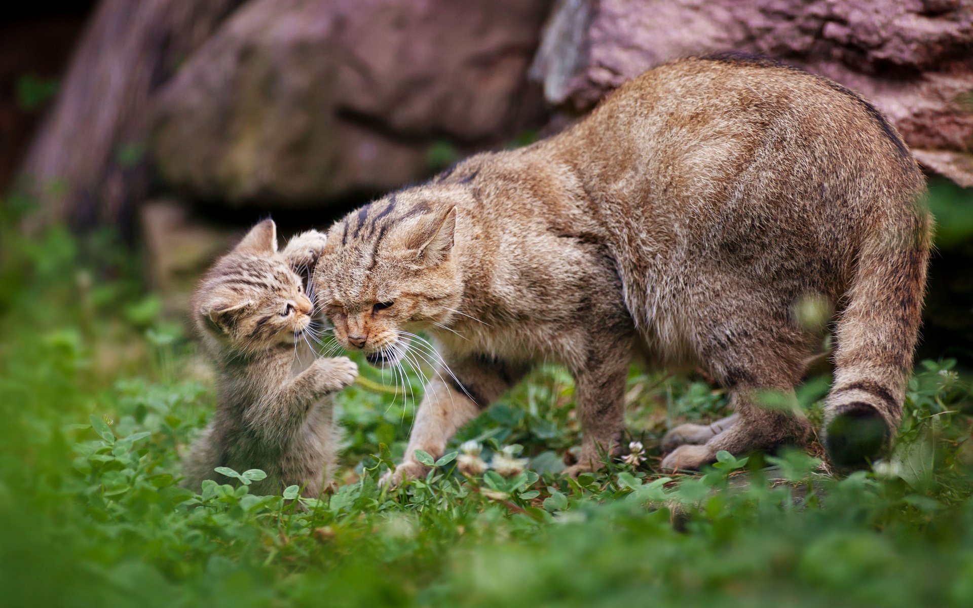 котенок кошка материнство