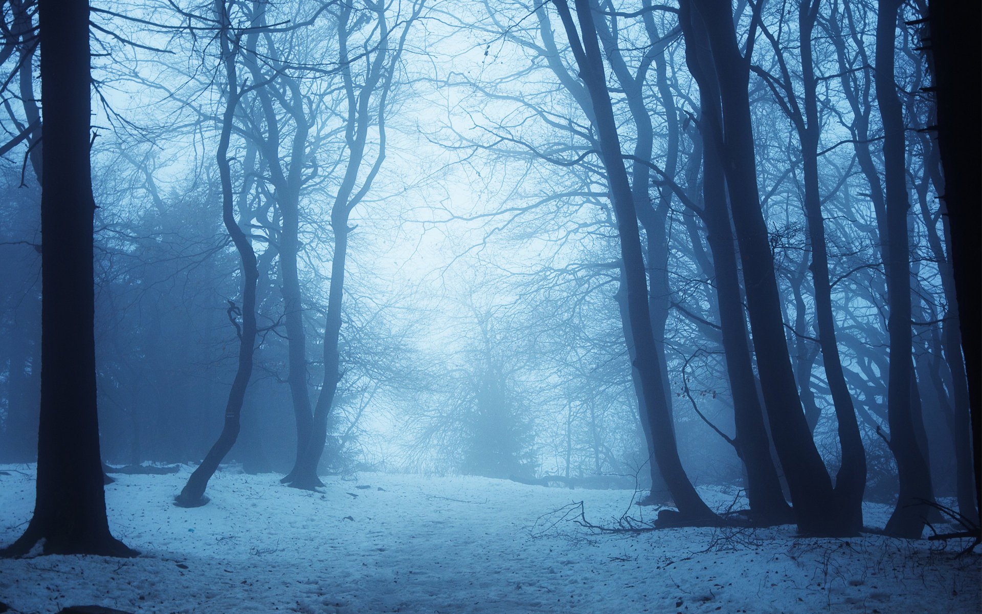 neve alberi crepuscolo inverno