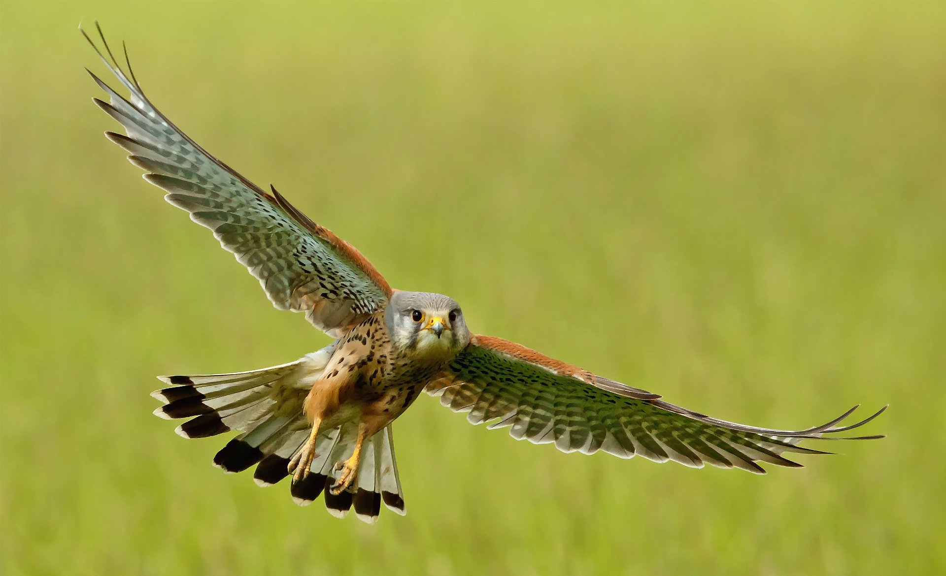 wings bird flight kestrel stroke