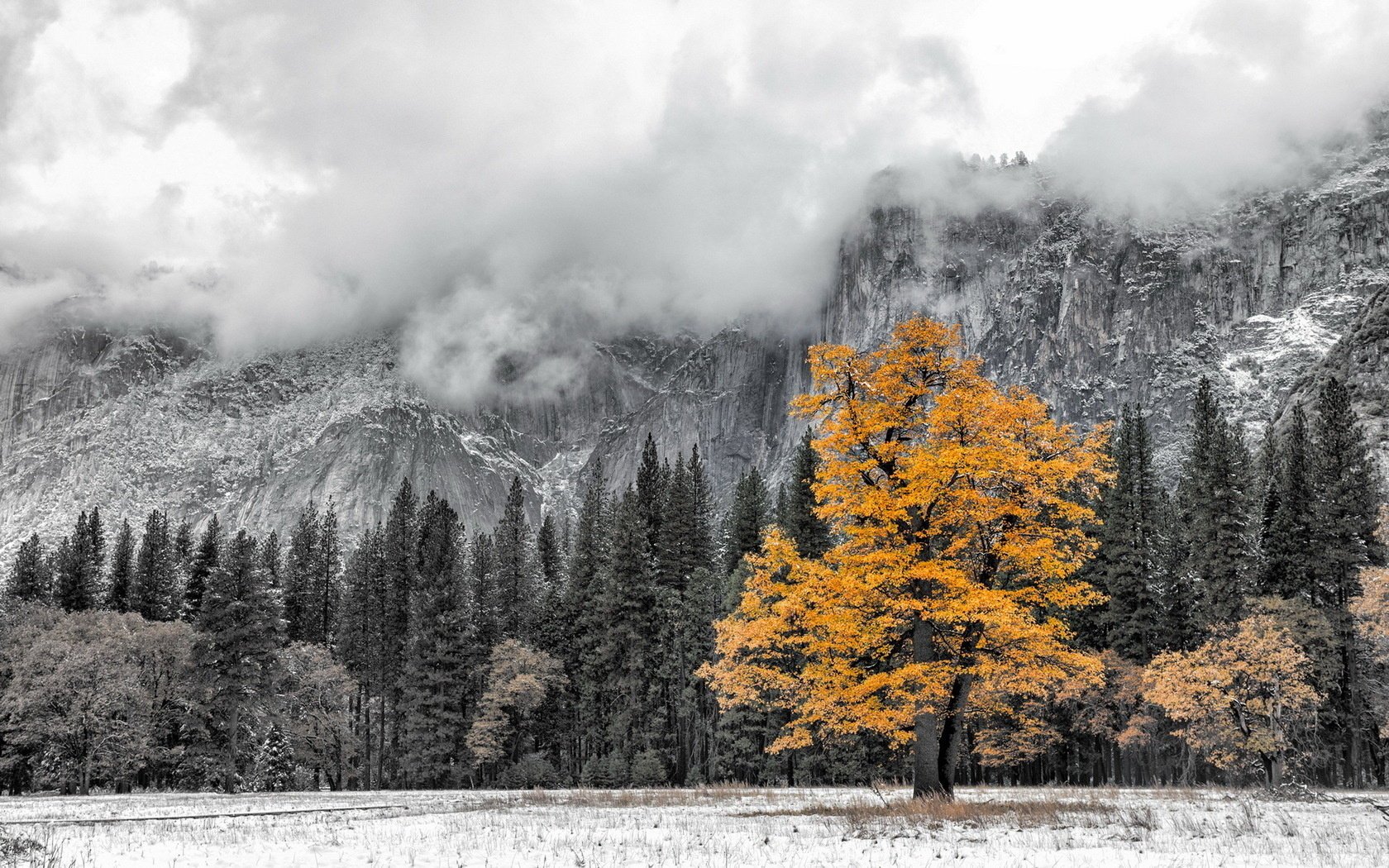 albero montagna paesaggio