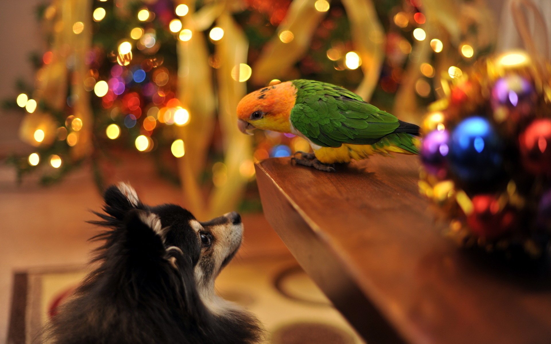 maison vacances perroquets chien nouvel an hiver perroquet amis animaux