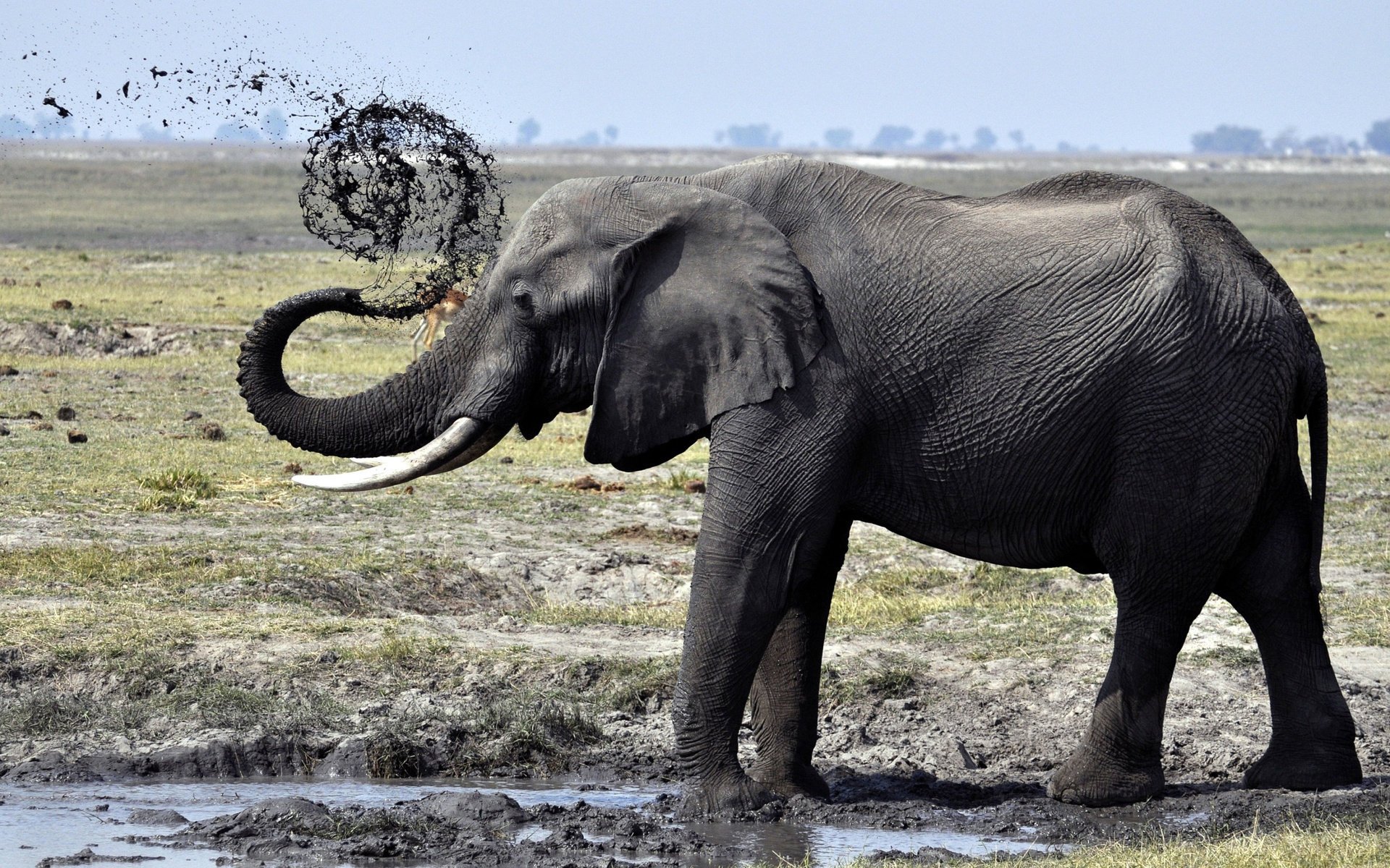 elefante tronco