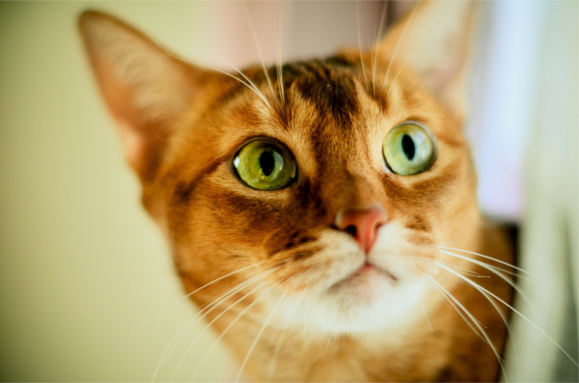 chat yeux verts vue flou rousse