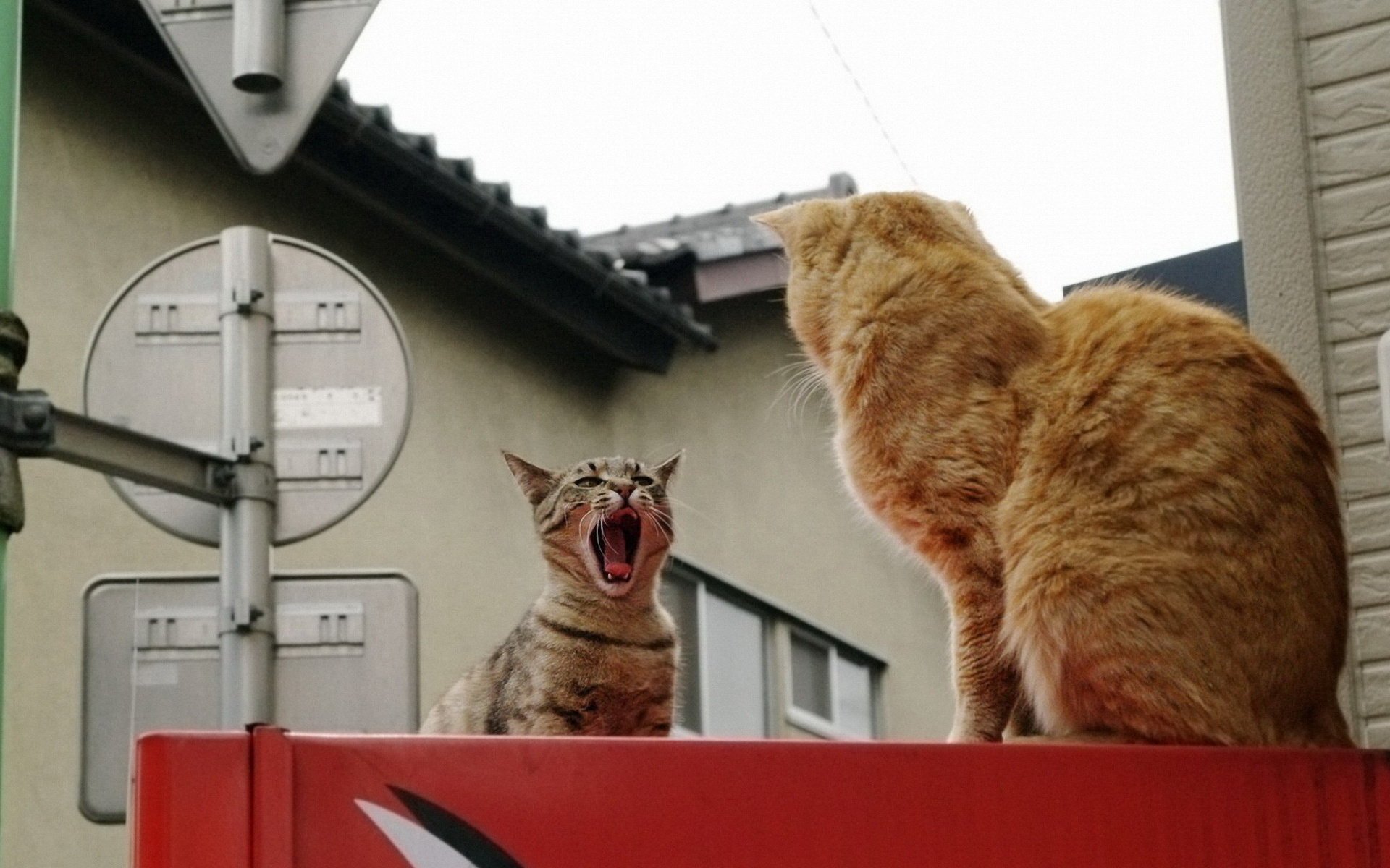 chats assis à côté chats démontage deux