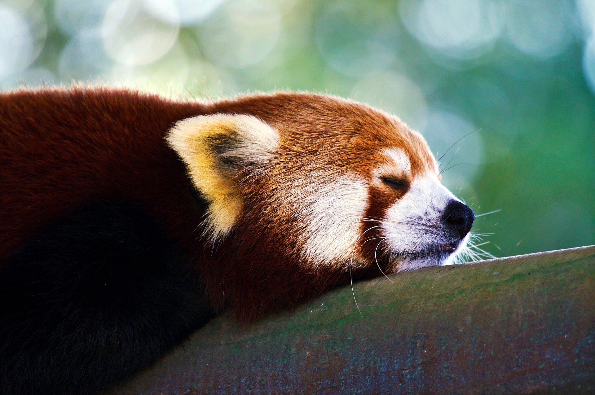 firefox rot klein panda