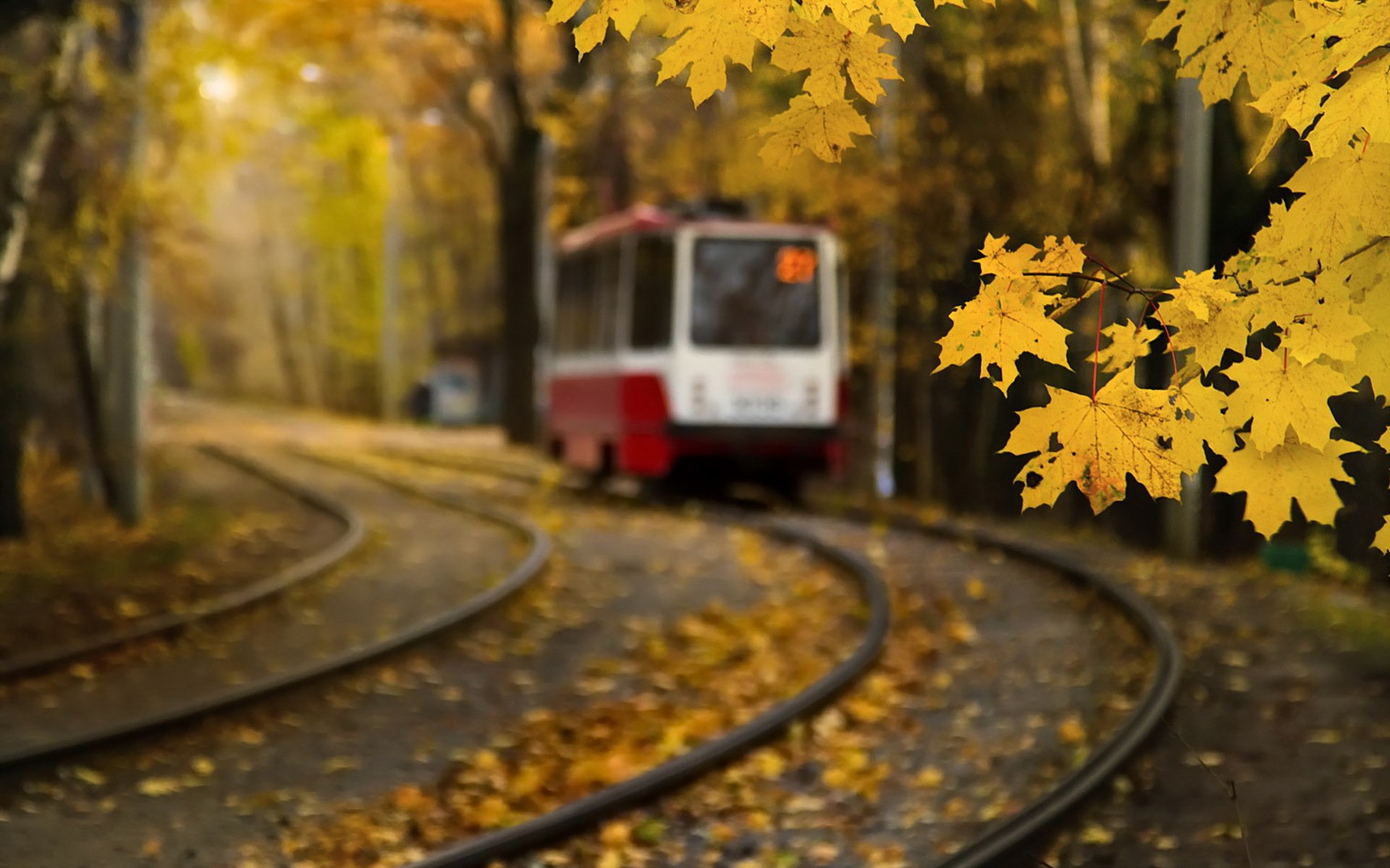 ahorn blätter moskau herbst straßenbahn