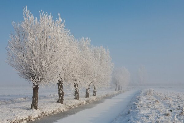 Arbres dans le givre le long de la route vide