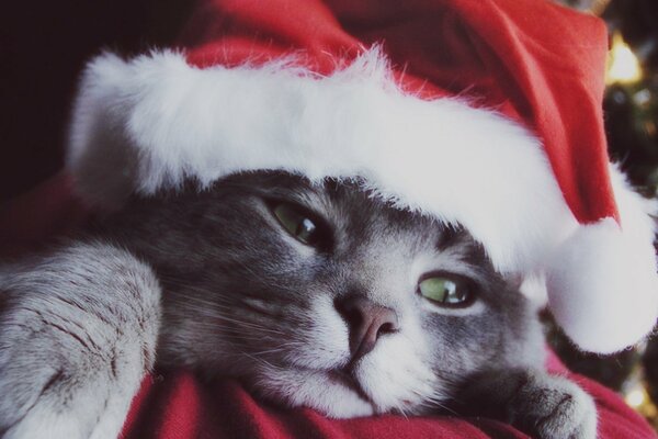 Chaton de Noël dans le chapeau de cas de gel