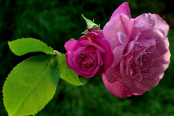 Rosa rosa con gotas de agua