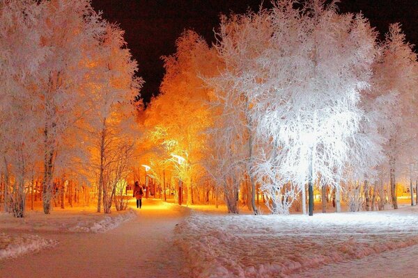 L allée d hiver scintille à la lumière des feux de la nuit