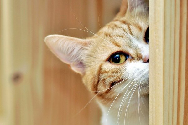 Blick um die Ecke oder ein roter Spion