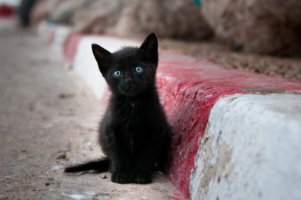 A black kitten with extraordinary eyes