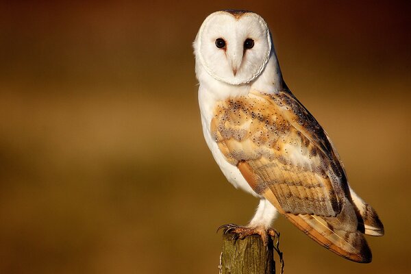 A beautiful owl bird is watching