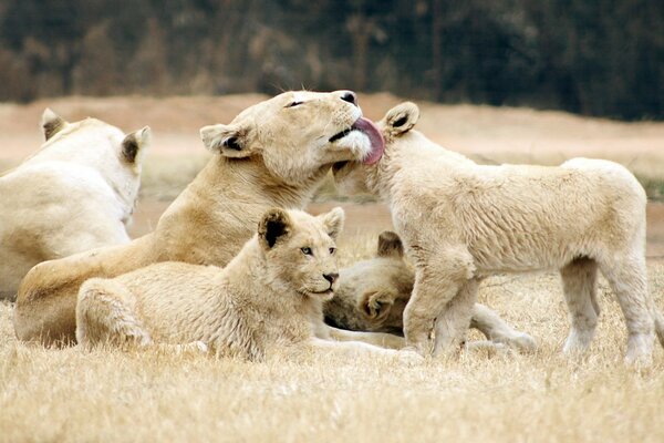 Familia de leonas con cachorros de León en la naturaleza