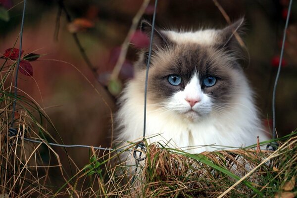 Charming cat with huge blue eyes