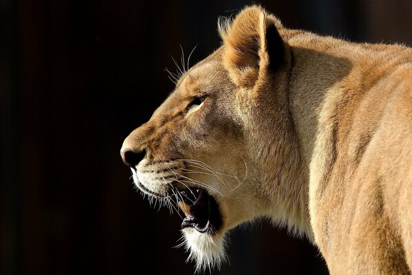 Menacing look and grin of a lioness