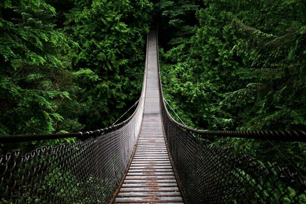 Suspension bridge surrounded by dense green forest