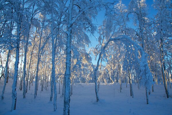 Заснеженный лес с просветом солнца