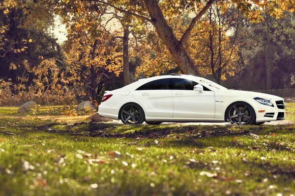 Mercedes bianca cavalca oltre gli alberi