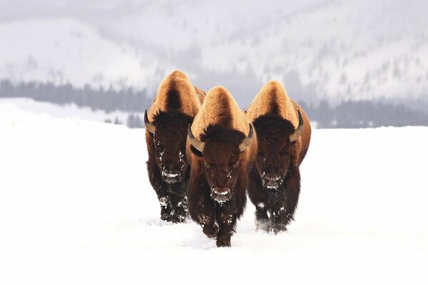 Trois bisons dans la neige en hiver