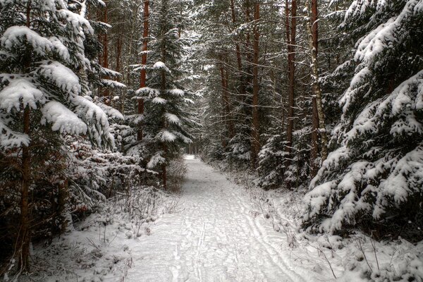 Waldstraße mit schönen Tannen an den Seiten