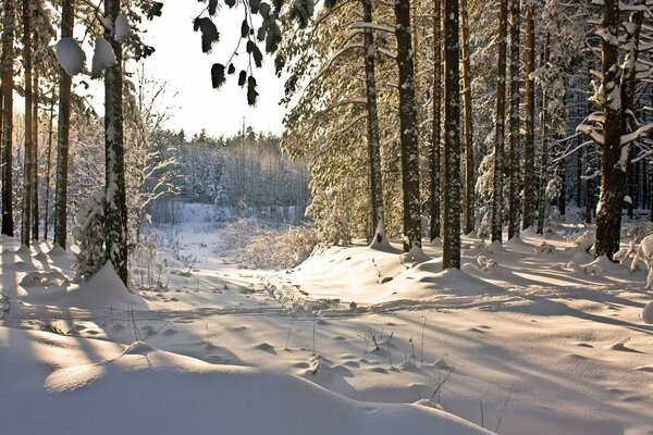 Sonnenstrahlen, die sich im Winterwald auf den Weg machen