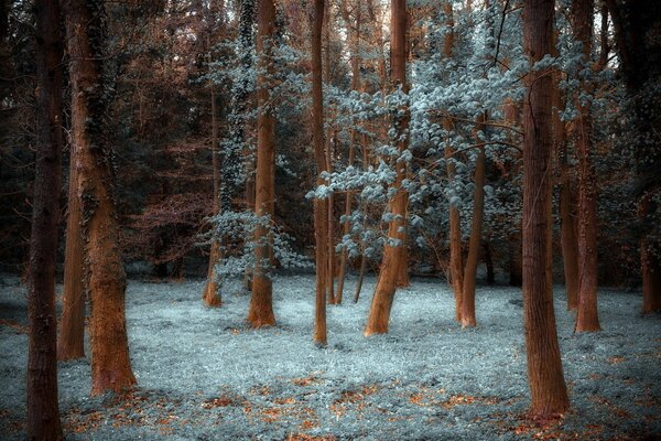 Forêt nature avec des arbres magiques