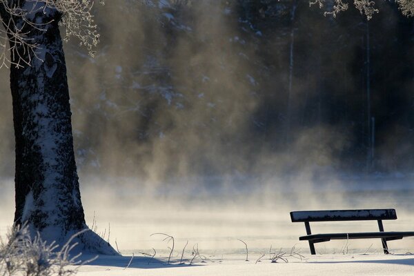 Einsame Bank vor dem Hintergrund des Winterwaldes, Nebel