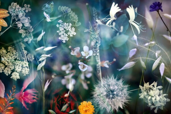 Different flowers on a dark background, macro